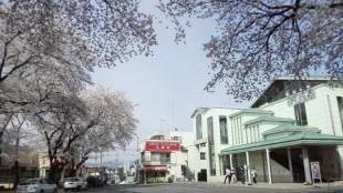 最寄りの武蔵高萩駅舎と桜
