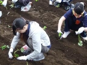 小さな苗を丁寧に植えつけていきます。