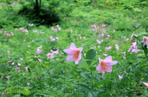 西会津町の「おとめゆり」群生地